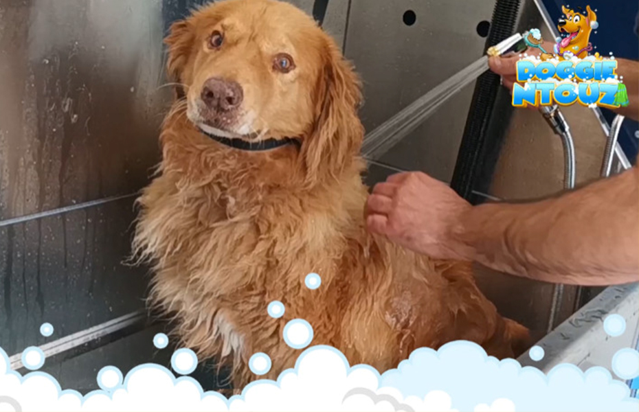 Από 1,9€  για Doggie Ntouz πλύσιμο Σκυλιού στο Self Service Σταθμό Πλυσίματος Κατοικιδίων εντός του''Super Car Wash'' στα Βριλήσσια